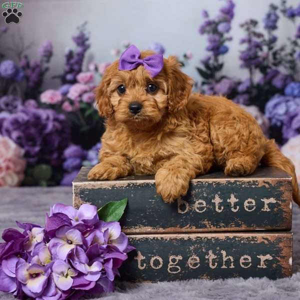 Caramell, Cavapoo Puppy